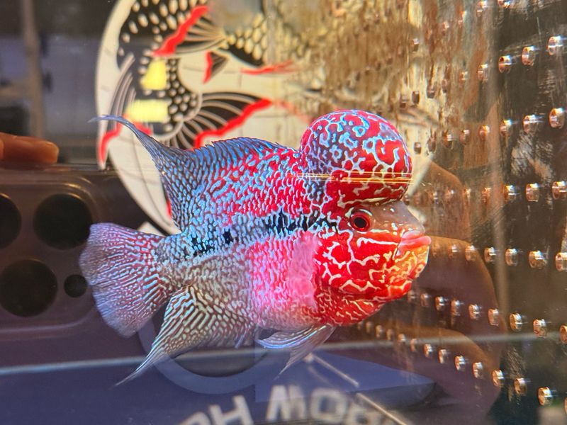SRD Flowerhorn
