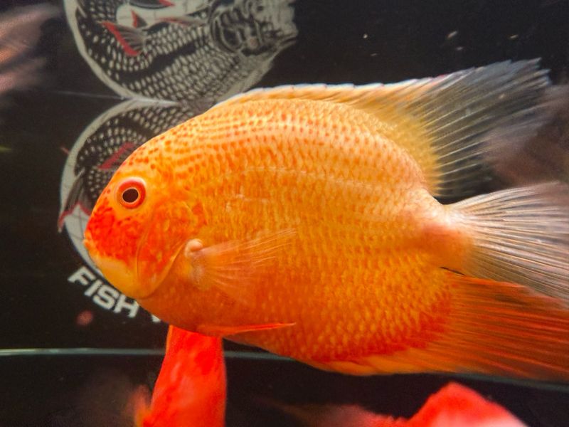 Red Severum
