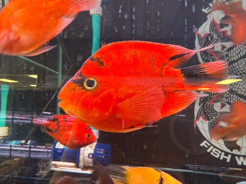Red Tiger Parrot