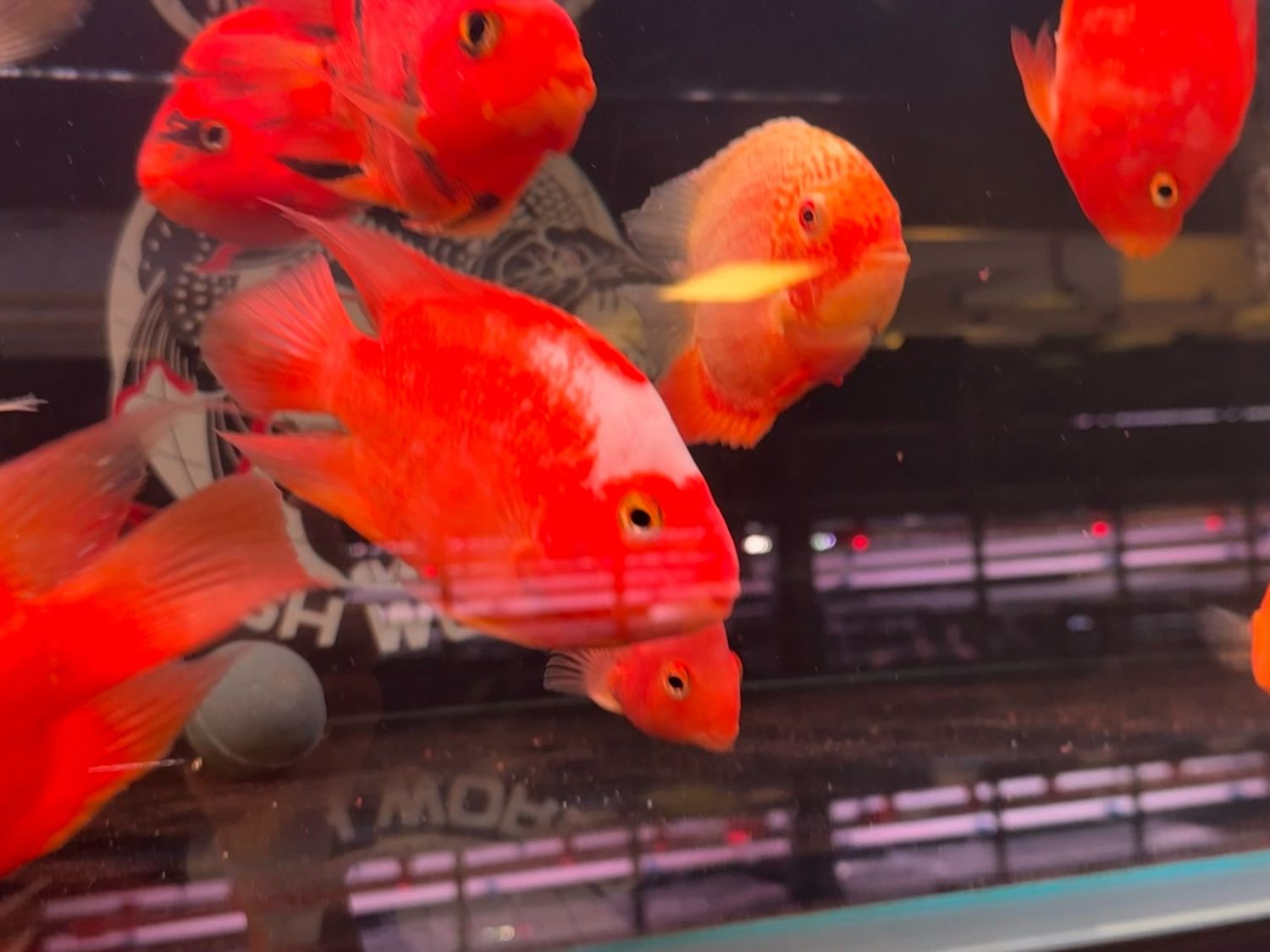 Khaki Parrot (red &amp; white)