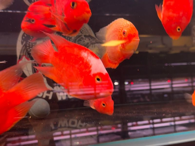 Khaki Parrot (red &amp; white)