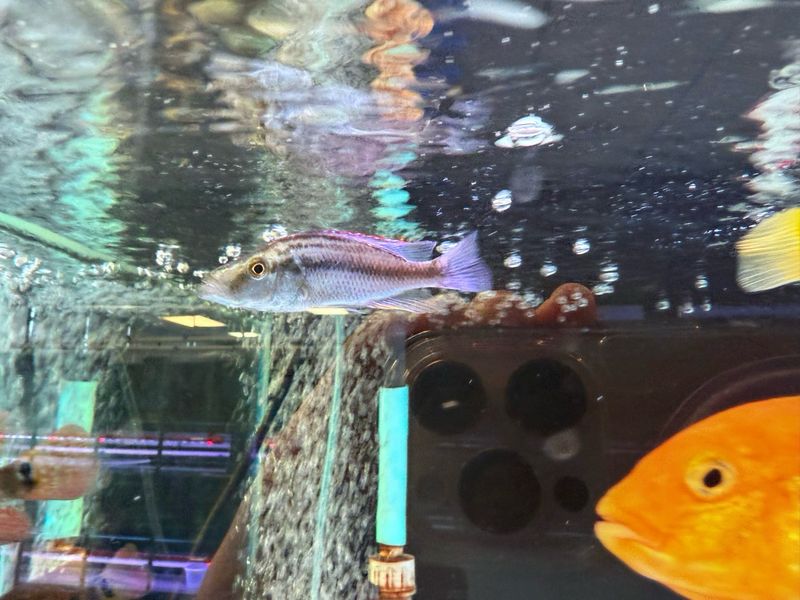 Malawi Eyebiter Cichlid