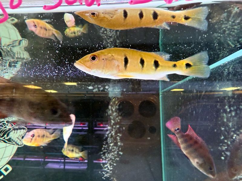 Orinoco Peacock Bass