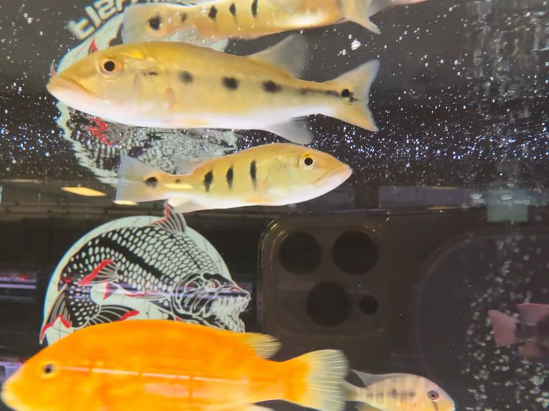 Orinocensis Peacock Bass