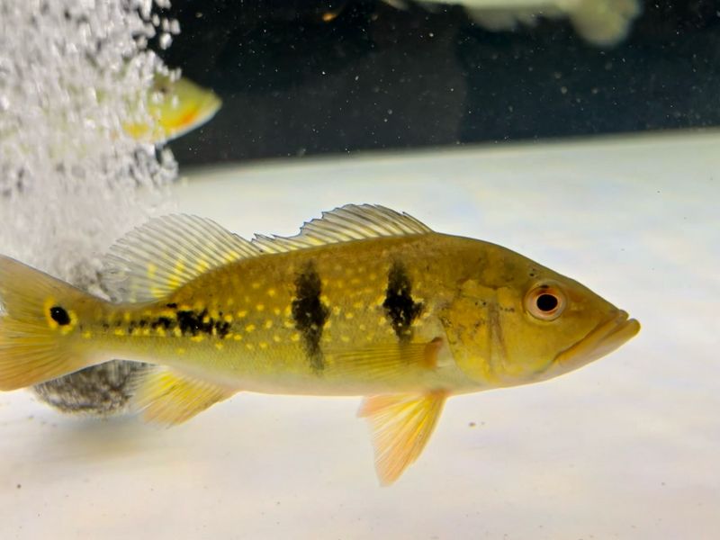 Ocellaris Peacock Bass