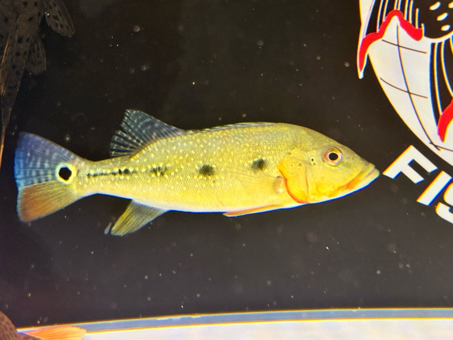 Fogo peacock bass