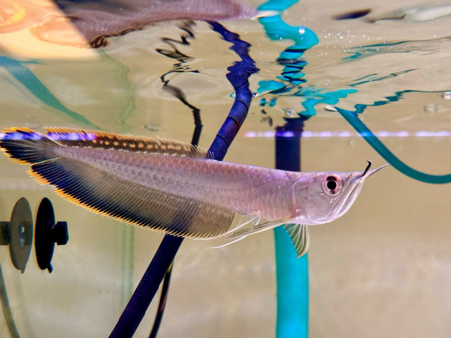 Black Arowana