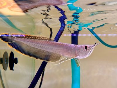 Black Arowana