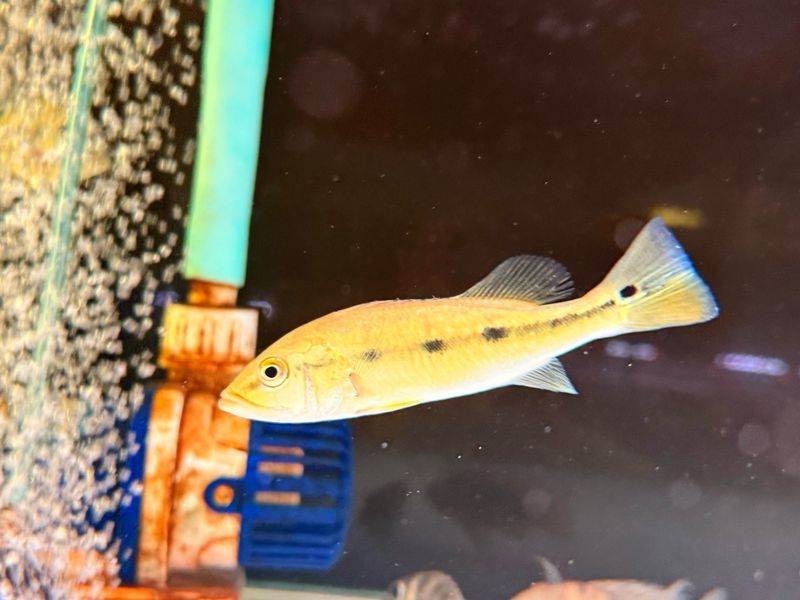 Fogo peacock bass
