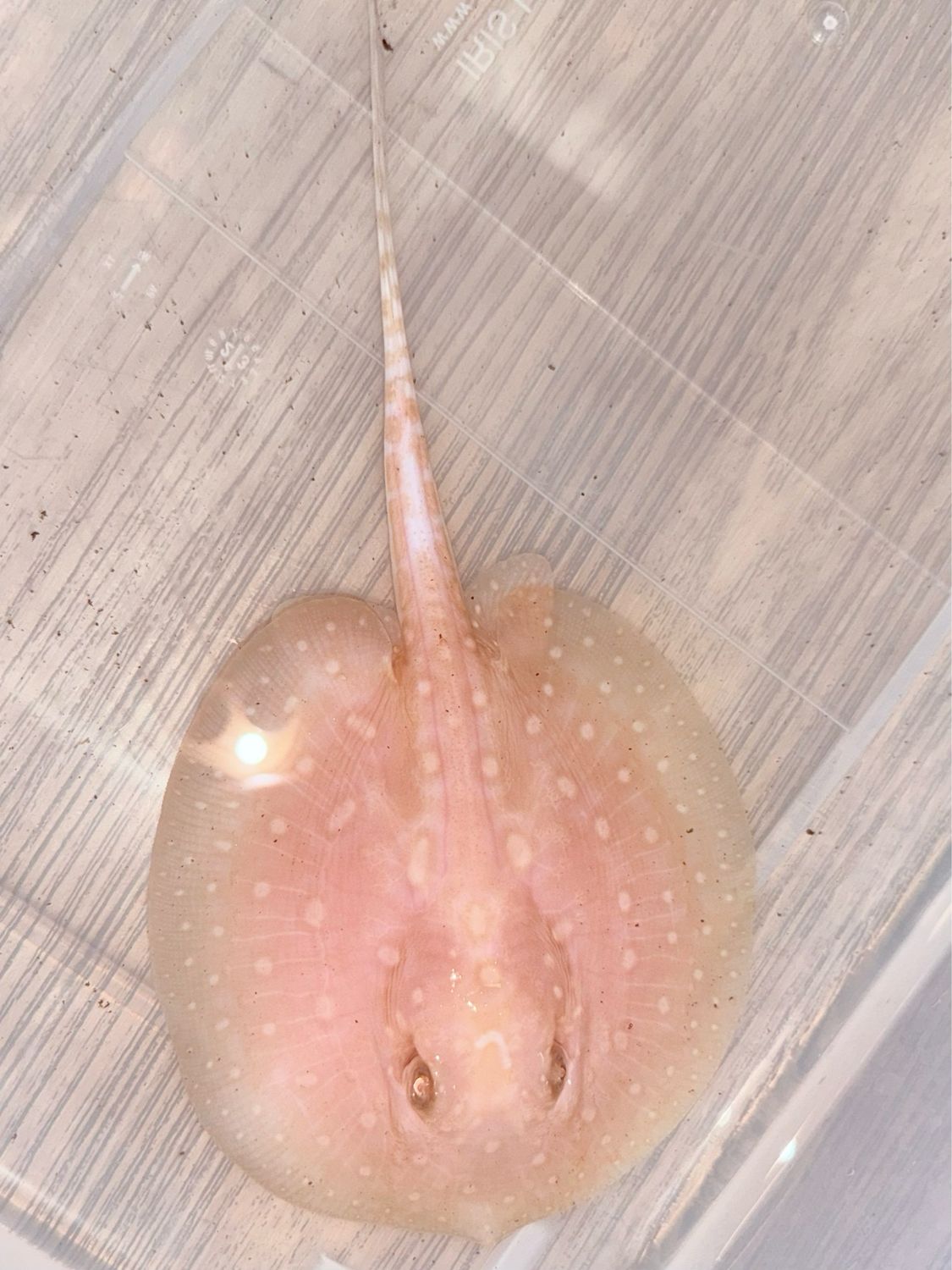 Albino Pearl Stingray