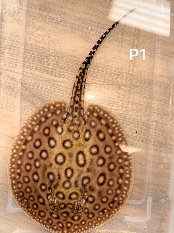 Pearl / Hybrid Freshwater Stingray