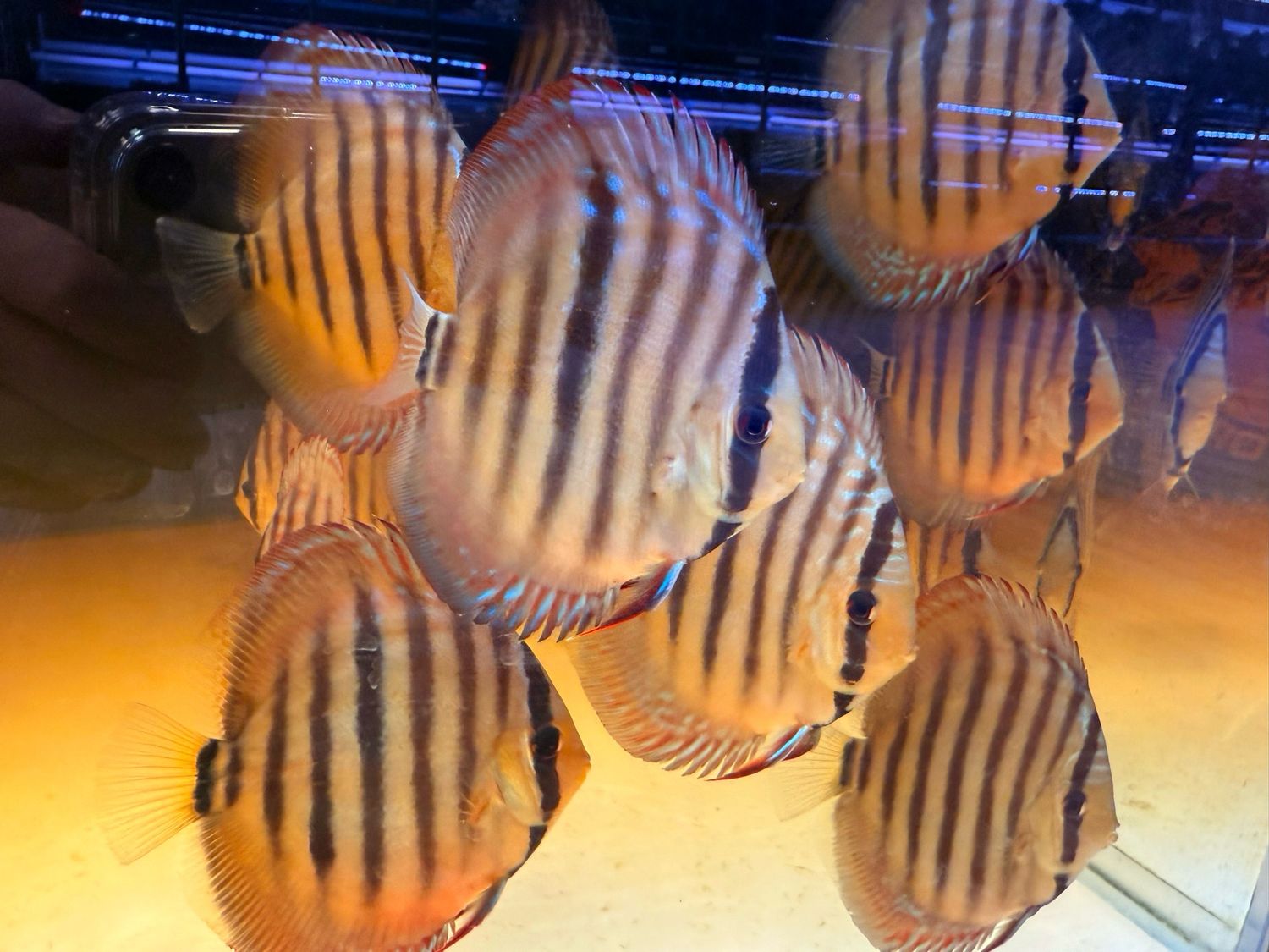 Heckel Discus