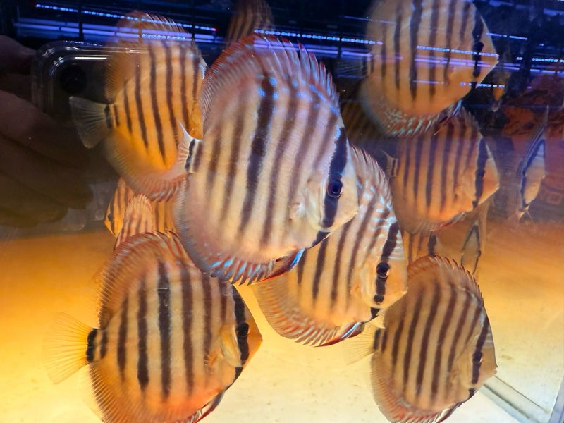 Heckel Discus