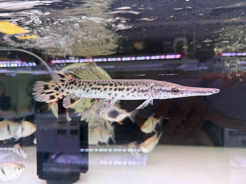 Alligator Gar