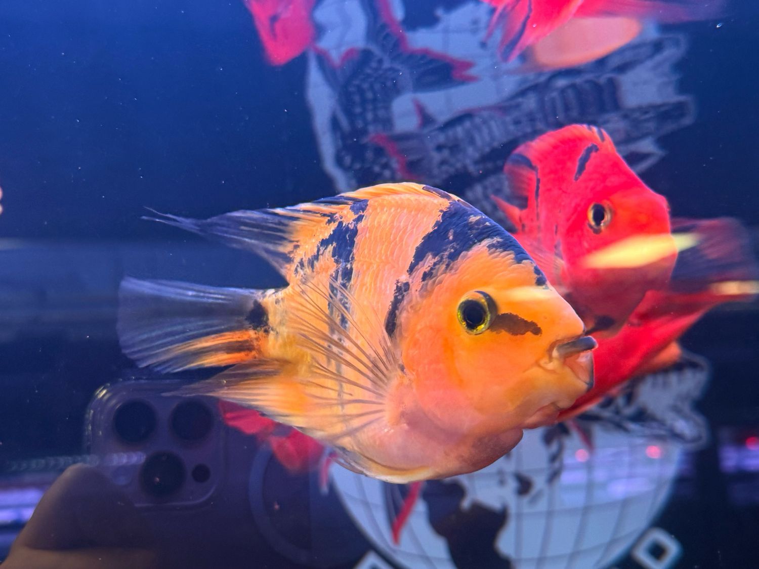 Tiger yellow Parrot