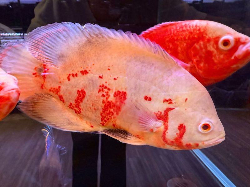 Albino Oscar