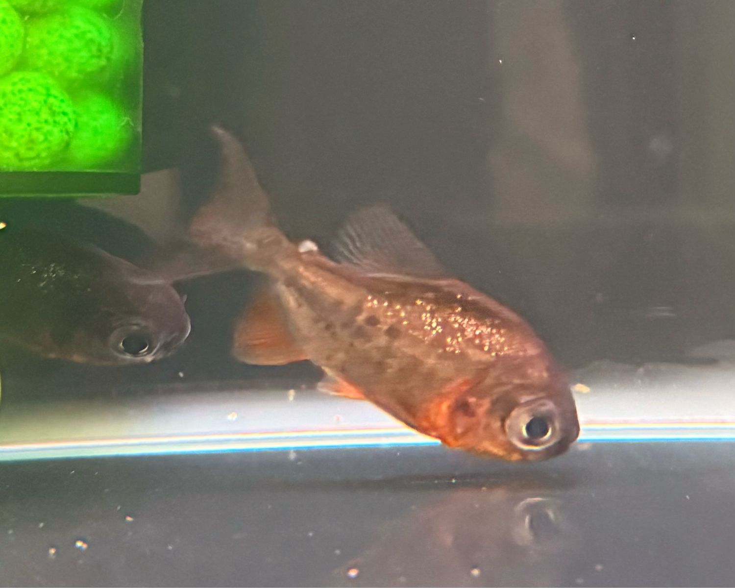 Pacu