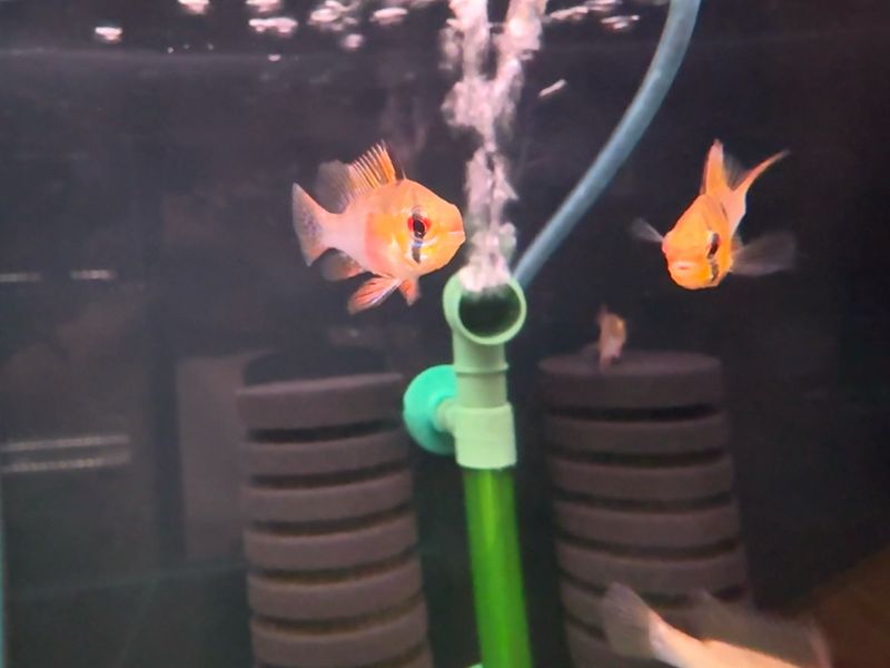 German Blue Ram
