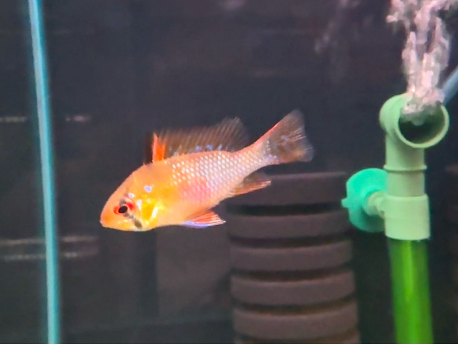 German Blue Ram