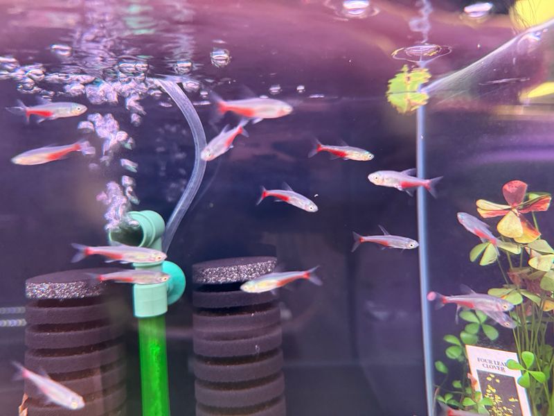 Green Fire Tetra