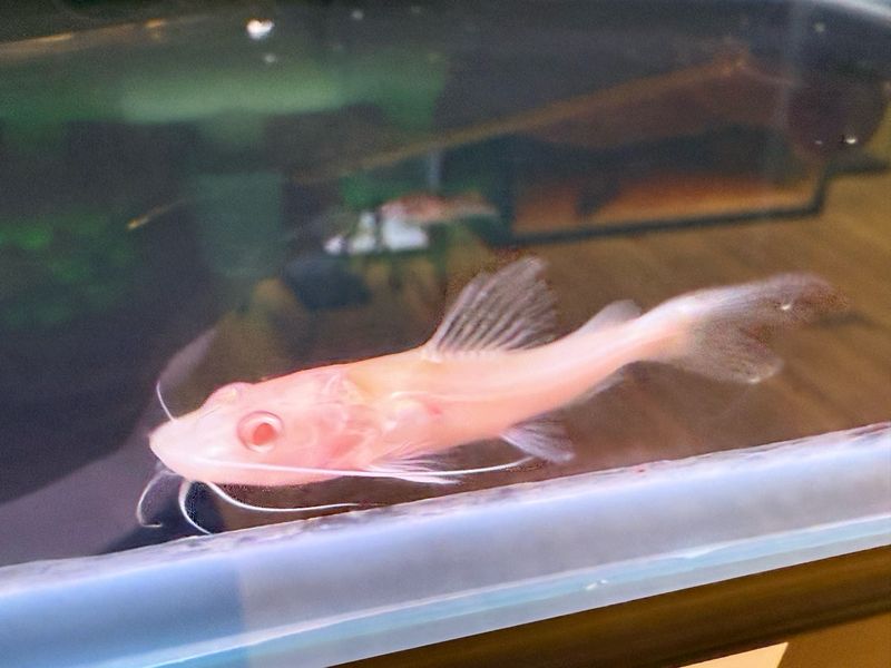 Albino Asian Redtail Catfish