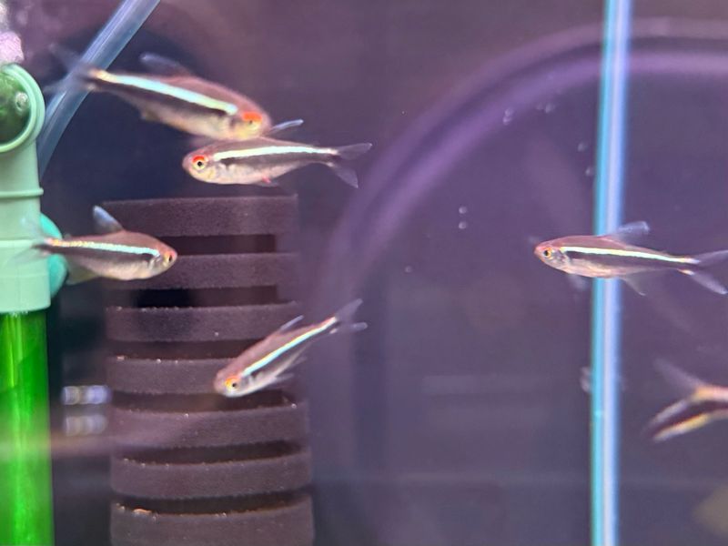 Black Neon Tetra