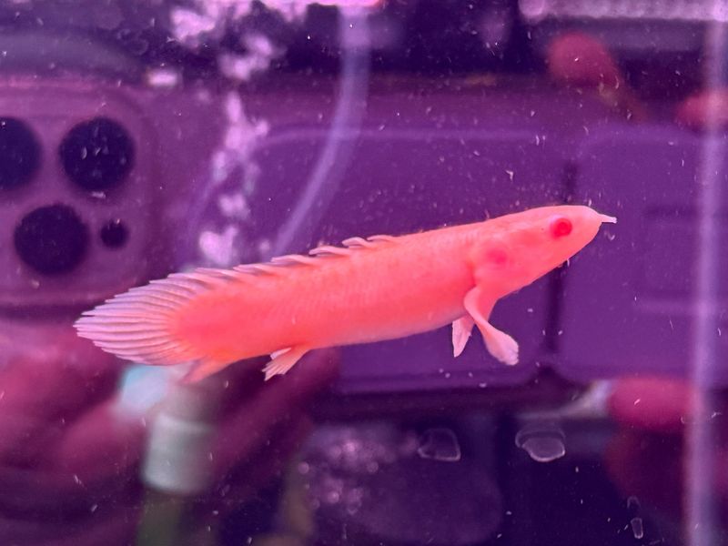 Shortbody Albino Polypterus Bichir