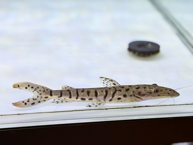 Tiger shovelnose Catfish