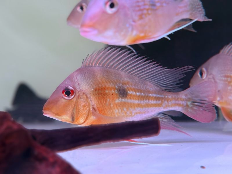 Winemillerii Geophagus