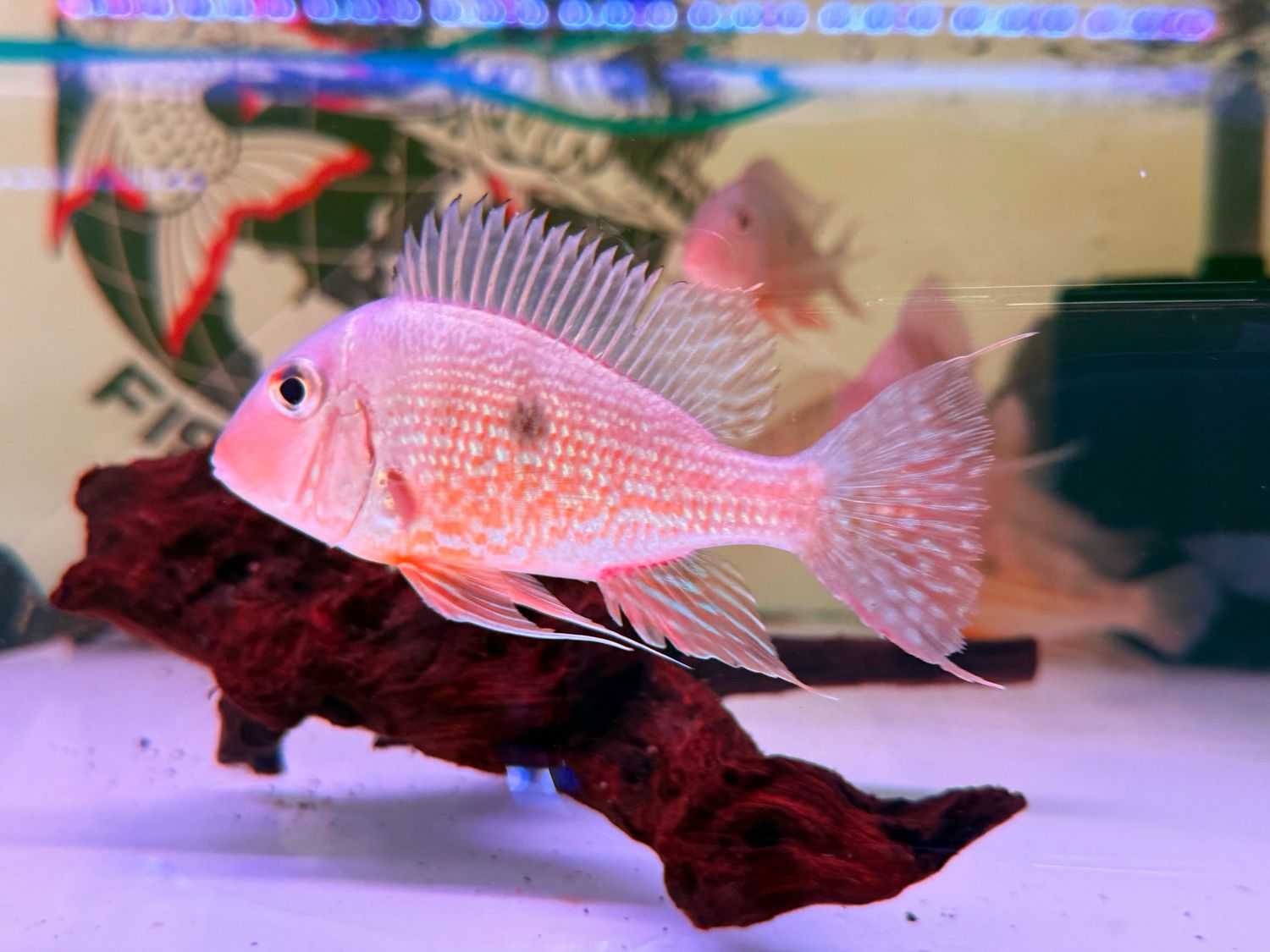 Geophagus Surinamensis