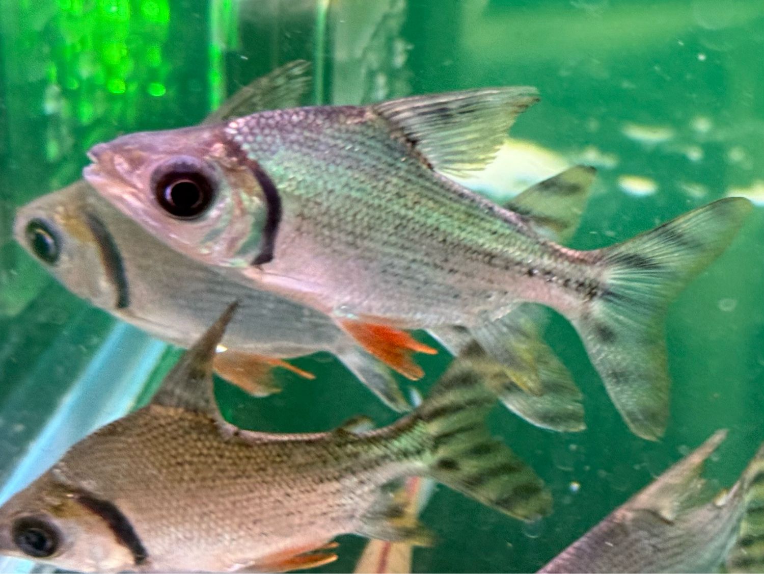 Flagtail Red Fin