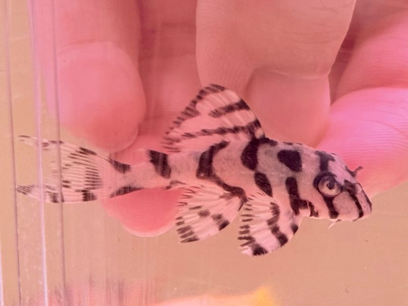 L236 Super White Pleco RB Line