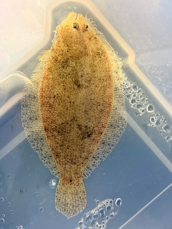 Flounder