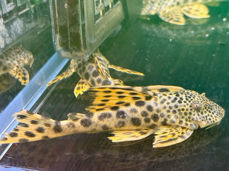 L075 Para Pleco