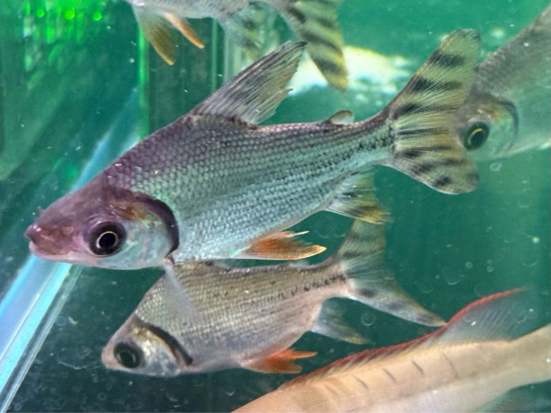 Flagtail Red Fin