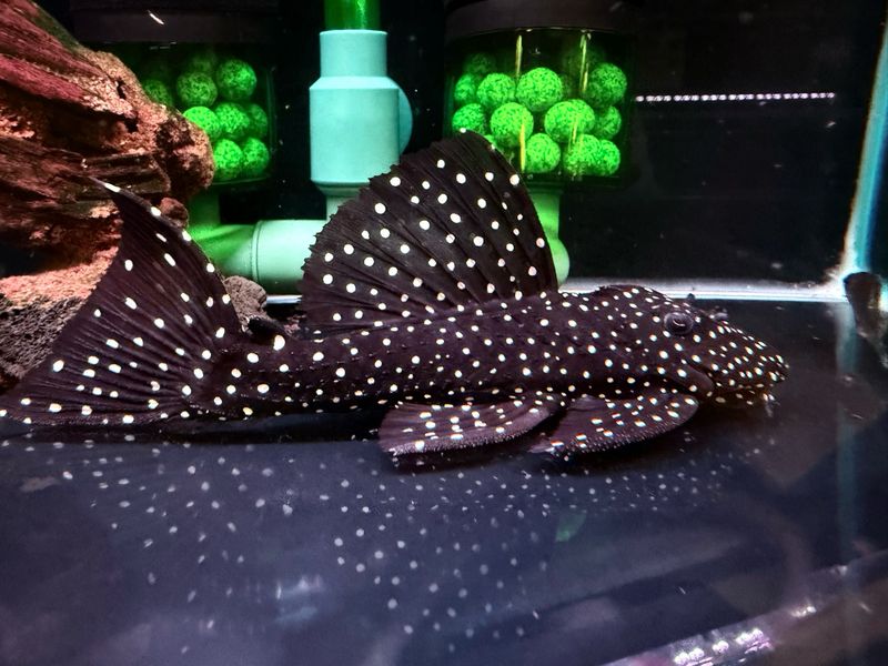L240 Vampire Pleco