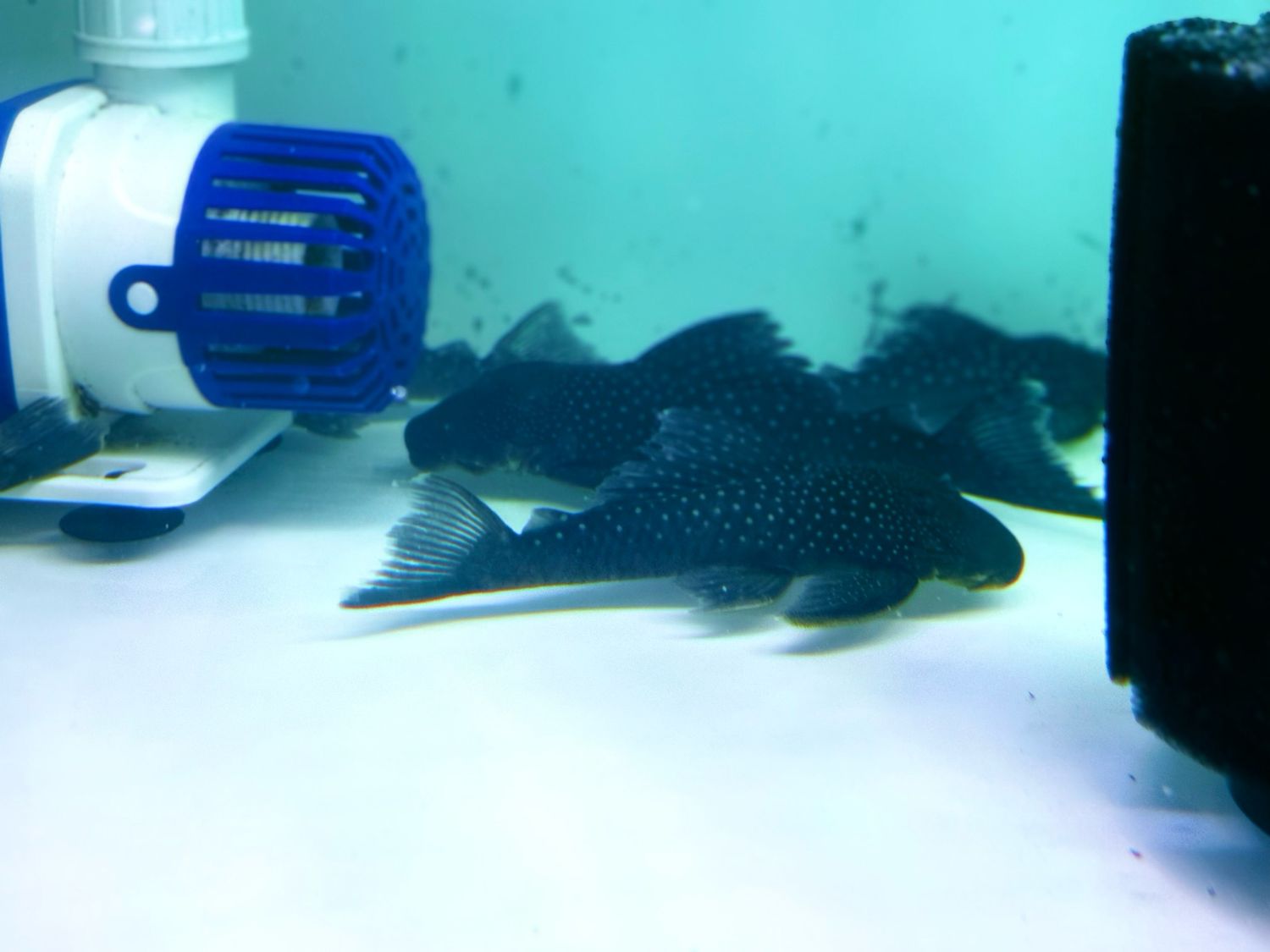 L128 Blue Phantom Pleco