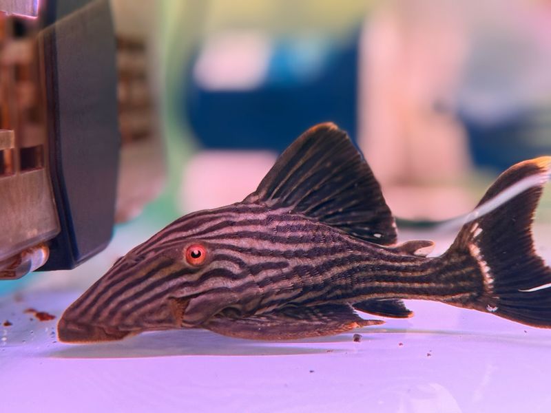 L190 Royal Pleco