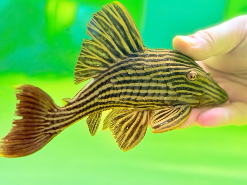 L027 Goldline Araguaia Royal Pleco