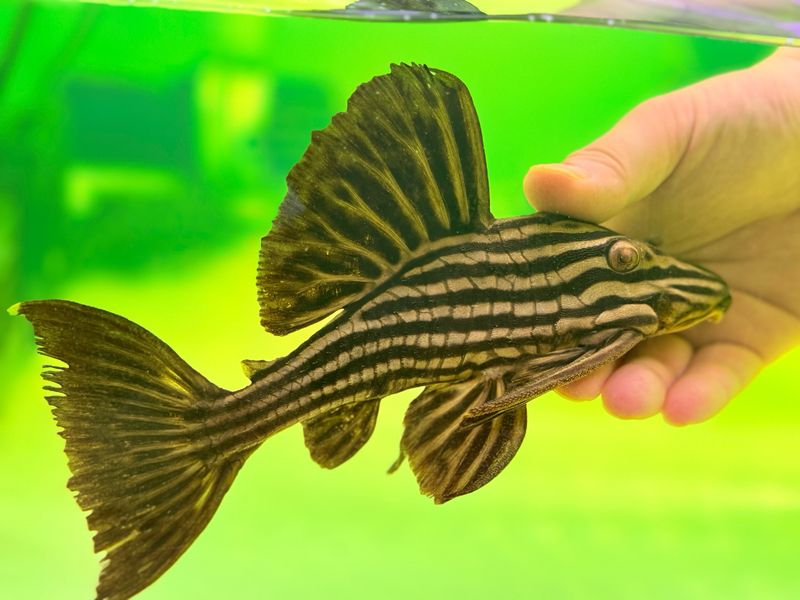 L027a Xingu ‘Platinum’ Royal Pleco