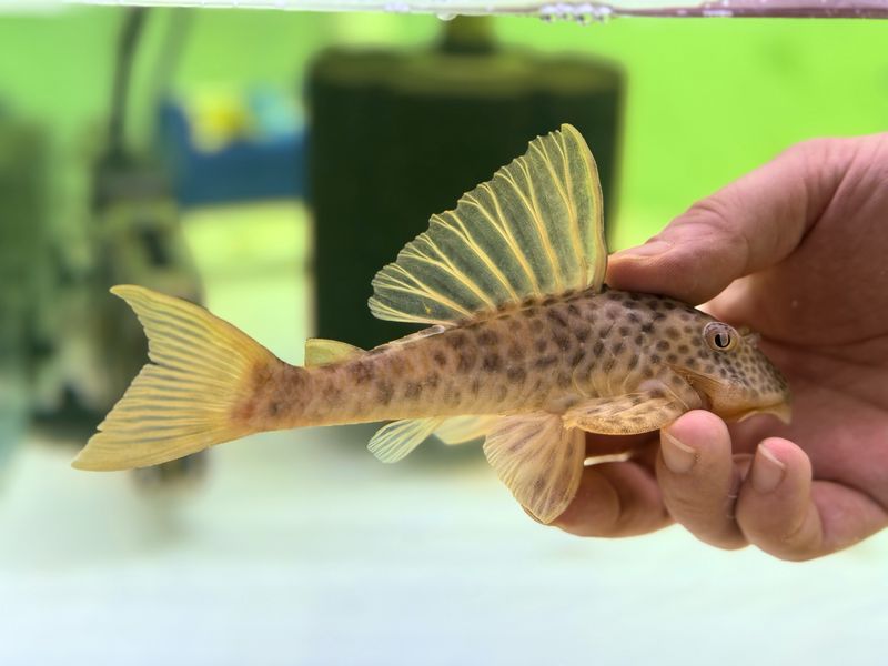 L012 Gainsboro Pleco