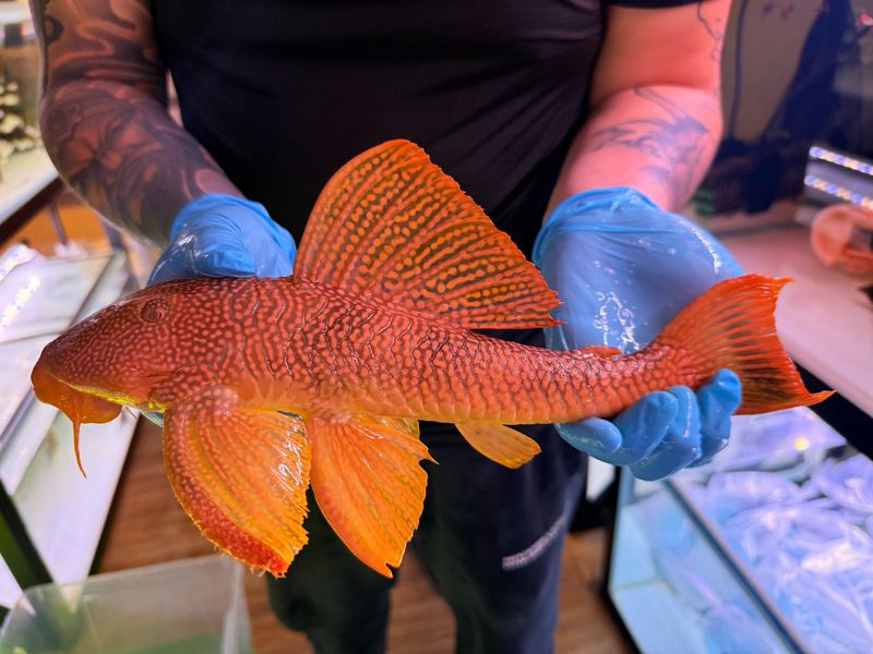 L014 Sunshine/ Goldie Pleco