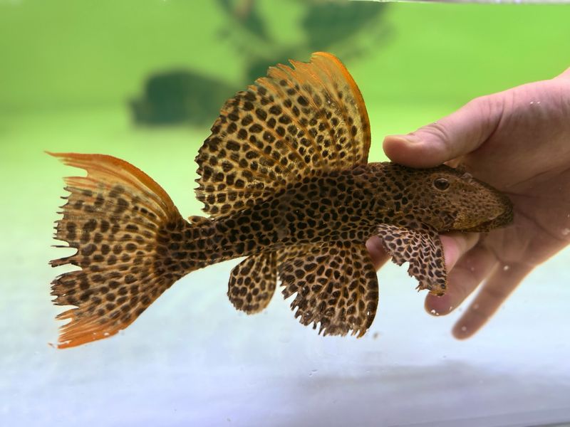 L114 Leopard Cactus Pleco