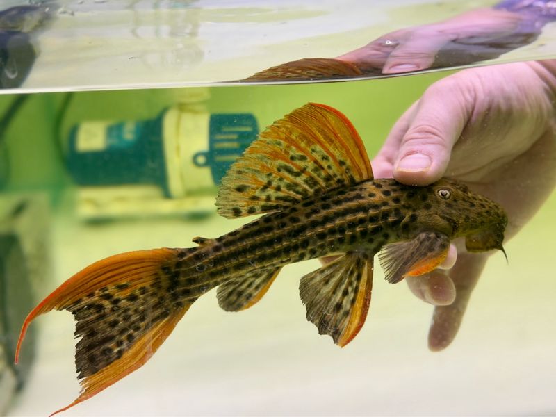 L025 Scarlet Cactus Pleco