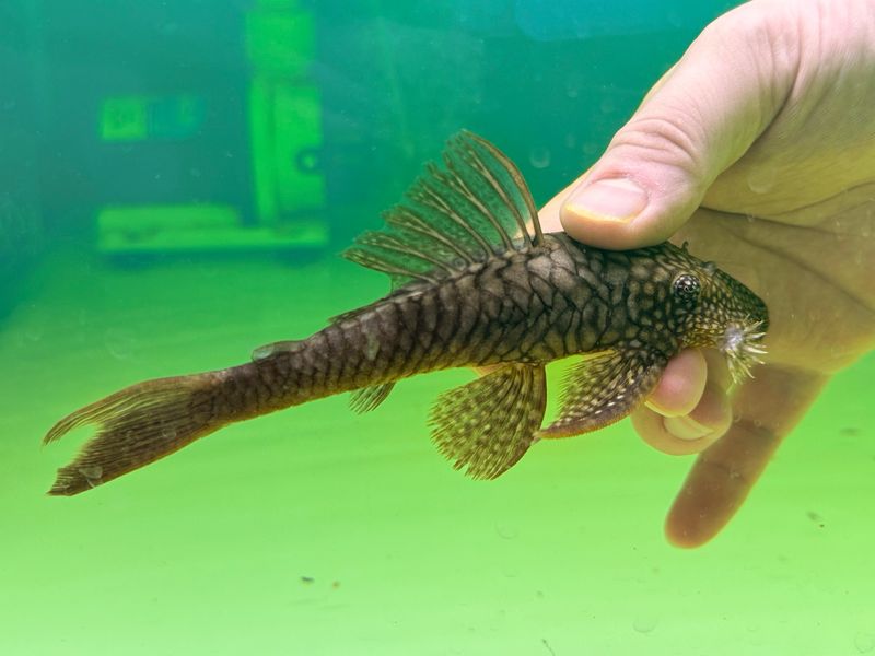 L322 Mosaic Halffin Pleco