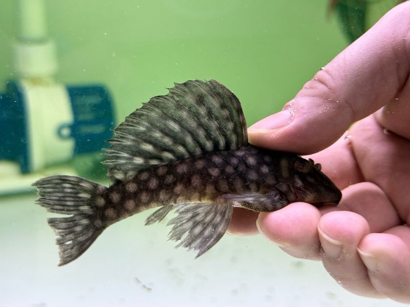 L020 Pleco (Spectracanthicus zuanoni )
