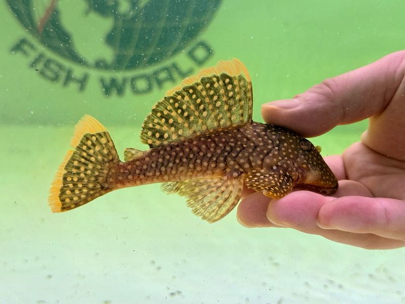 L018 Gold Nugget Pleco