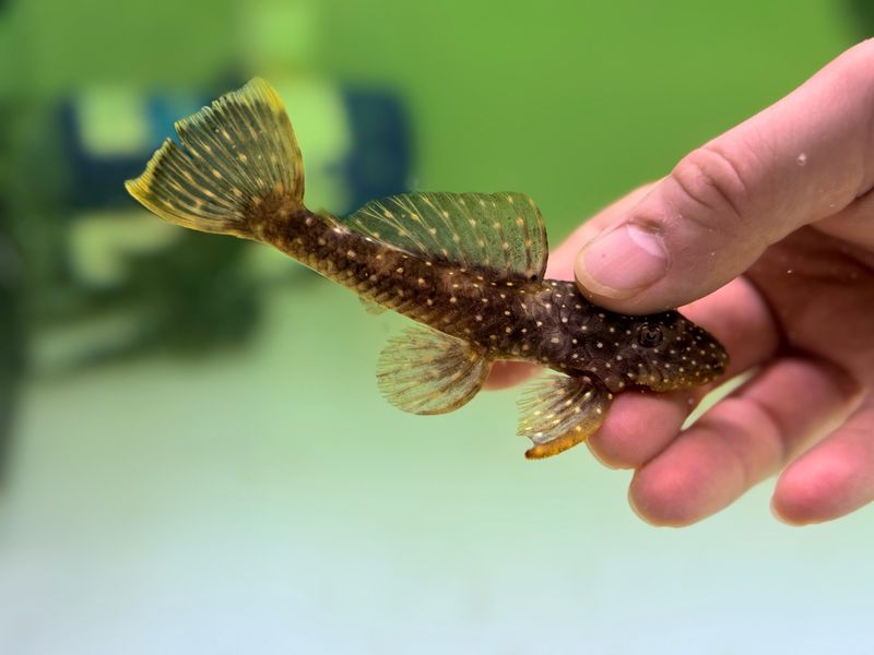 L017 Wolverine Pleco