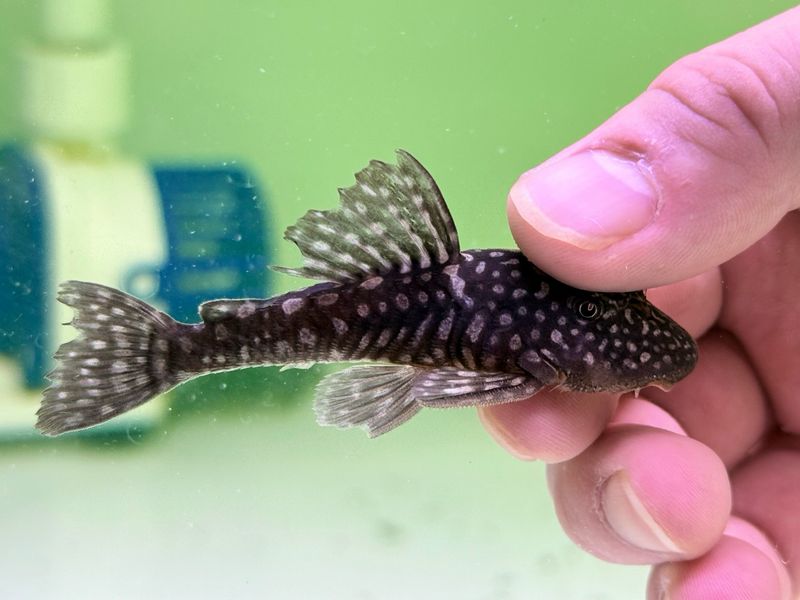 Slate Pleco