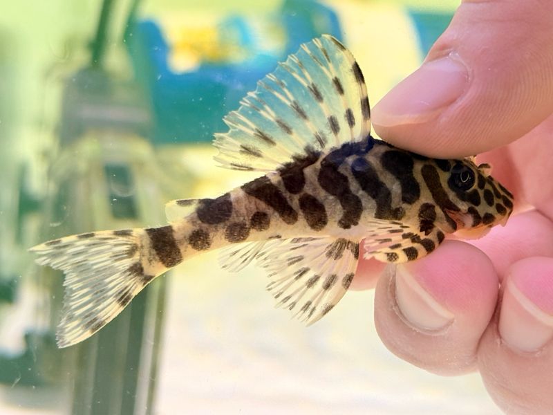 L134 Leopard Frog Pleco